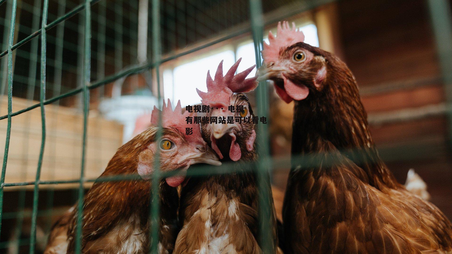 电视剧··· 电视 有那些网站是可以看电影